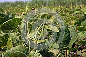 Mungbean in production field, rotated crop photo