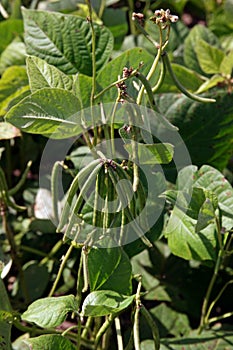 Mungbean in production field, healthy pod and plants photo