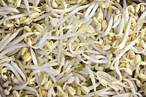 Mungbean sprouts