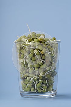 Mungbean Sprouts in glass jar. Blue bACKGROUND , Close up photo