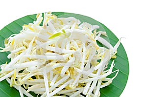 The Mungbean Sprouts. photo