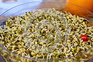 Mungo bean sprouts in the bowl in the kitchen - detail.