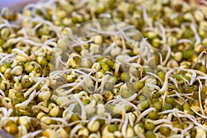 Mungo bean sprouts in the bowl in the kitchen - detail.