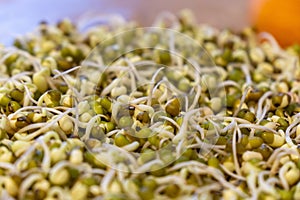 Mungo bean sprouts in the bowl in the kitchen - detail.