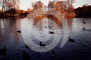 Munich Englischer Garten, autumnal view photo