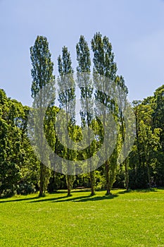 Munich English garden poplar trees