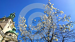 Munich, Germany :Magnolia stellata tree and Bavarian National Museum