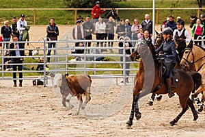 MUNICH, GERMANY - MAY 29: Working Equitation at Pferd International on May 29th, 2022 in Munich, Germany. Team cow