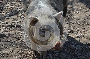 Munich miniature pigs photo