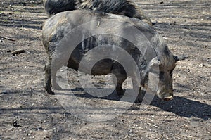 Munich miniature pigs photo