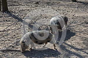 Munich miniature pigs photo