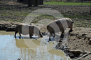 Munich miniature pigs photo