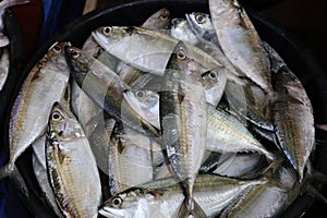 Municipal Fish Market, Rue Heliodoro Salgado, Panaji, Goa, India photo