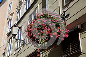 Municipal geranium flower decoration in Austria
