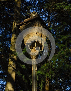 Municipal street light does not work anymore with pine trees around