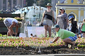 Municipal women workers taking care of flowers on a flowerbed