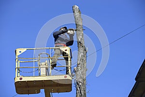 Municipal worker cutting dead standing tree with chainsaw using truck-mounted lift.