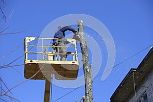 Municipal worker cutting dead standing tree with chainsaw using truck-mounted lift.