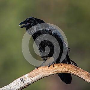 Muninn the raven on a branch