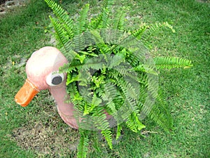 The munitum Polystichum West swordfern photo