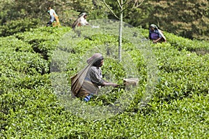 MUNNAR, INDIA - DECEMBER 16, 2015 : Woman picking tea leaves in