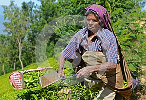 Woman picking tea leaves in Munnar, Kerala, India