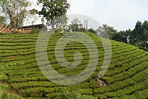 Green tea plantations in Munnar, Kerala, India stock photo