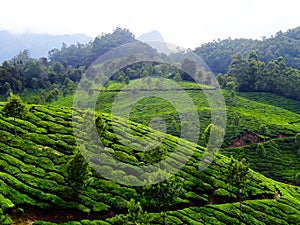 Munnar tea hills