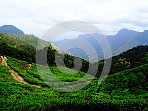 Munnar tea hills