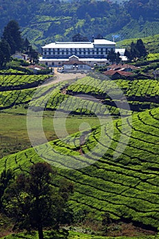 Munnar - Tea Plantation