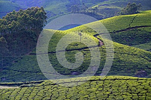 Munnar - Tea Plantation