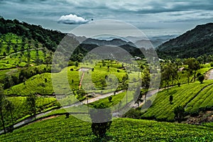 Munnar tea plantation kannan devan hills