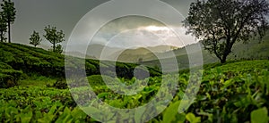 Munnar Tea plantation Panorama view . Sunset Over Tea Plantations In Munnar, Kerala, India