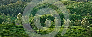 Green hills of tea plantations in Munnar