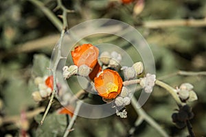 Munro\'s orange globe mallow, also known as Munro\'s Globemallow with a blurred saguaro cactus in the