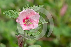 Munros globemallow sphaeralcea munroana