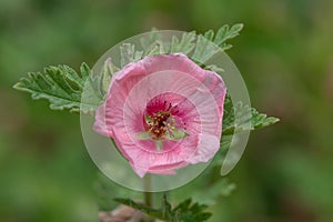 Munros globemallow sphaeralcea munroana flower