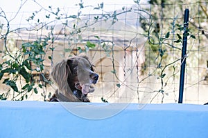 Munsterlander dog poking its head over a fence