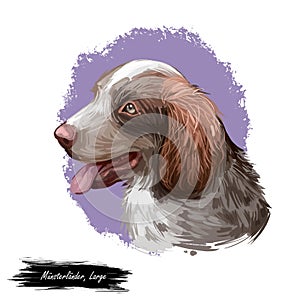 Munsterlander large dog breed, German purebred pet digital art