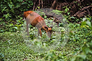 Muntiacus muntjak or barking deer or so called at Khao Yai National Park