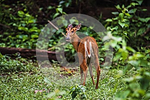 Muntiacus muntjak or barking deer or so called muntjac at Khao Yai National Park