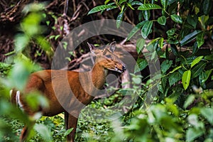 Muntiacus muntjak or barking deer or so called  muntjac at Khao Yai National Park