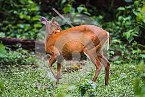 Muntiacus muntjak or barking deer or so called muntjac at Khao Yai National Park