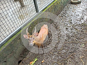 Muntiacus reevesi, Muncak Revees, brown Reeves deer in the cage.