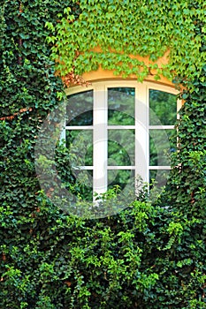 Muntin window, surrounded by ivy