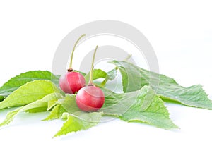 Muntingia calabura, Asian cherry fruit