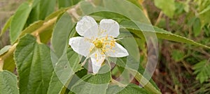 The muntingia calabura flower natu