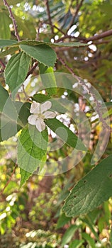 Muntingia calabura or kersen or strawberry tree whte blossom flower