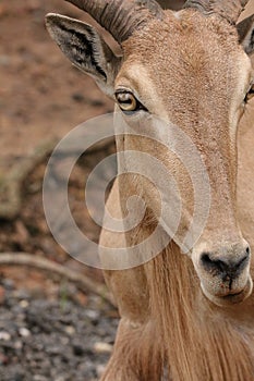 Muntjac Barking deer in brush