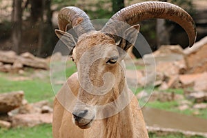 Muntjac Barking deer in brush